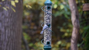 Green Spiral Sunflower Seed Feeder