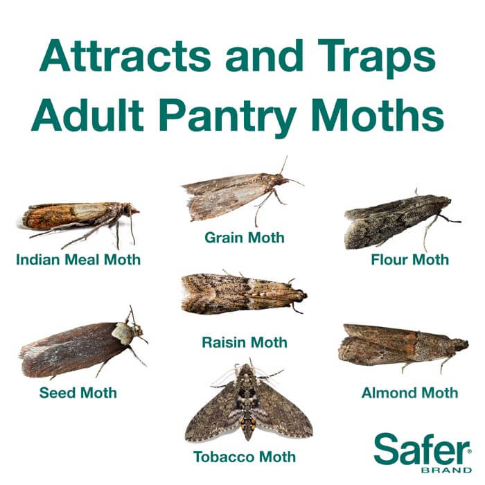 PIC Pantry Moth Trap - 2 Pack -- 12 Per Case
