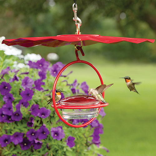 Sphere Hummingbird Feeder and Weather Guard