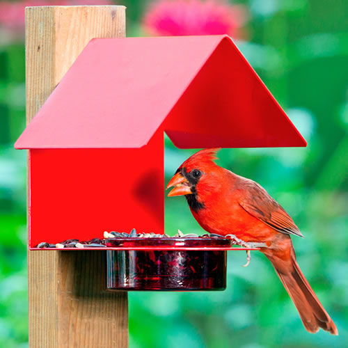 Red Metal & Glass House Bird Feeder