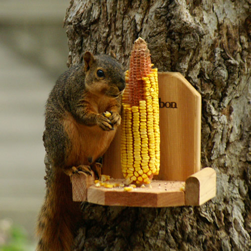Squirrel Platform Feeder