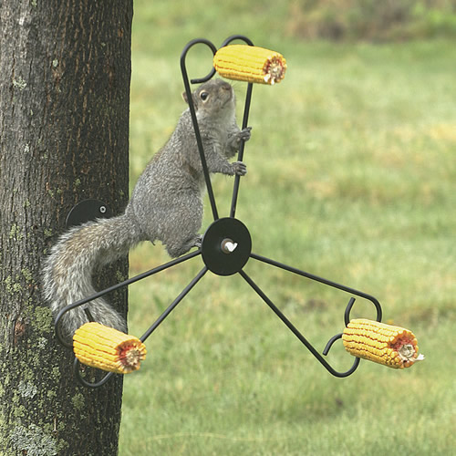 Squirrel Spinner