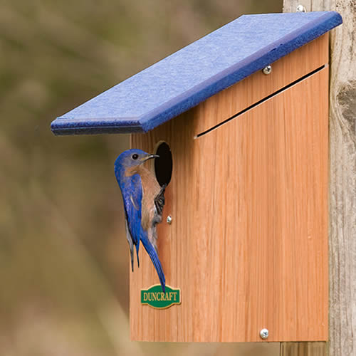 Duncraft Bird-Safe® Bluebird House