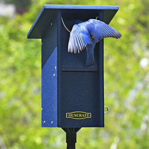 Duncraft Bluebird Swing Blocker House & Pole