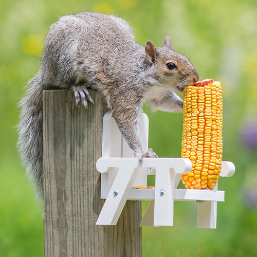 Squirrel's Corn-On-The-Cob Chair