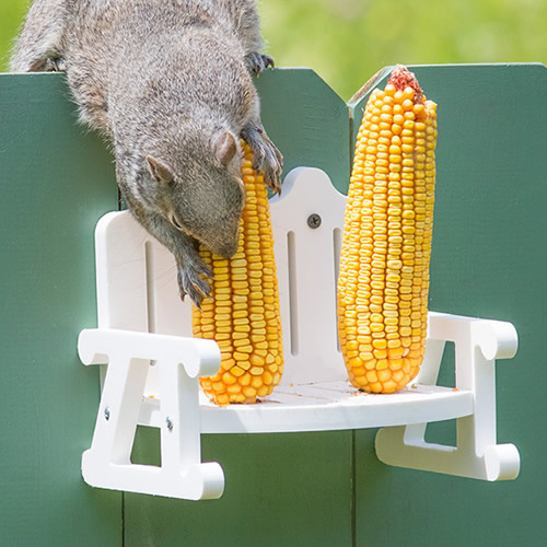 Squirrel's Corn-On-The-Cob Bench