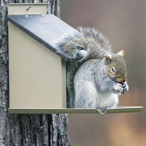 Squirrel Lunch Box