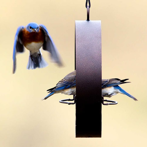 bluebird feeder hole size