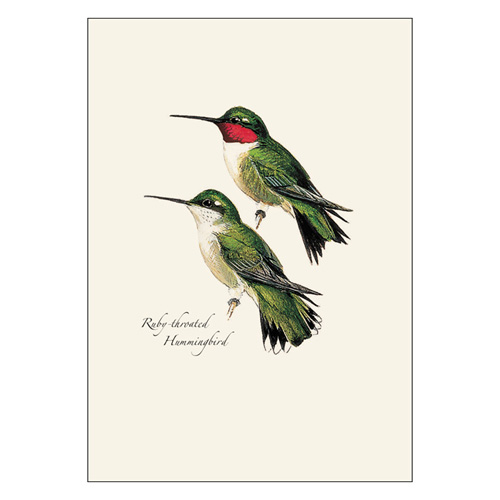 Peterson Hummingbird Notecard Assortment