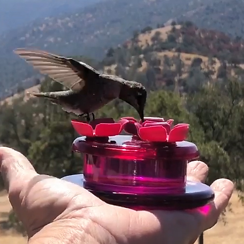 perky pet hummingbird feeder assembly instructions