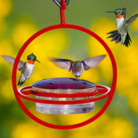 Hanging Sphere Hummingbird Feeder with Red Perch