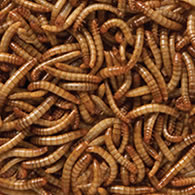 download eating mealworms