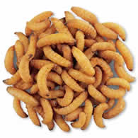 WaxSnax Roasted Waxworms, 2.8 oz.