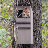 Duncraft Screech Owl Nesting Box
