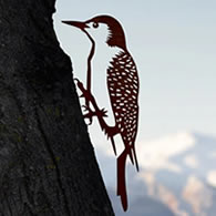 Metal Red-Bellied Woodpecker