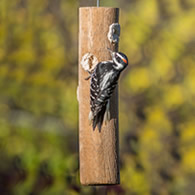 Attractor Woodpecker Filled Suet Plug Feeder