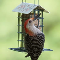 Decorative Metal Suet Cage Bird Feeder