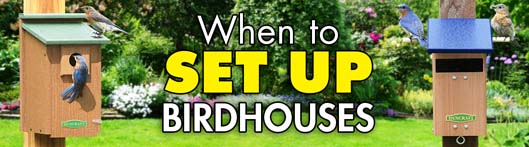 When To Set Up A Birdhouse