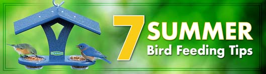 Summer Bird Feeding Tips
