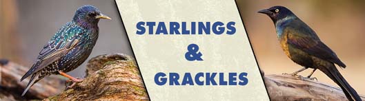 Discouraging Starlings And Grackles
